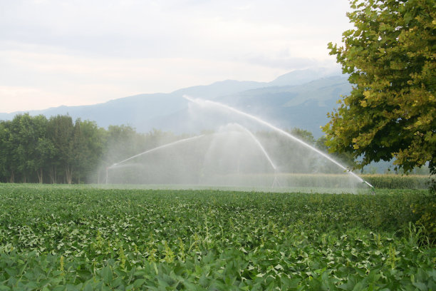 农业灌溉系统浇灌青豆田。图片下载