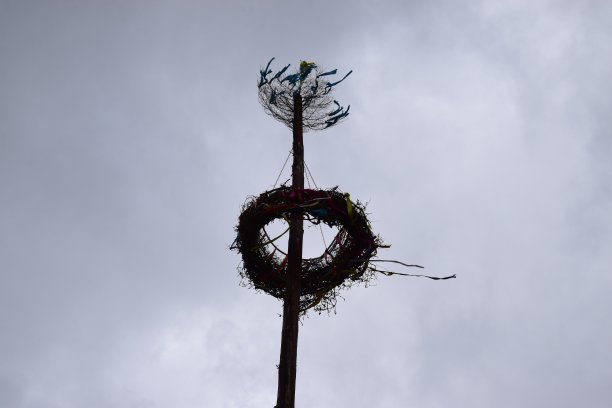 啤酒节的树图片下载