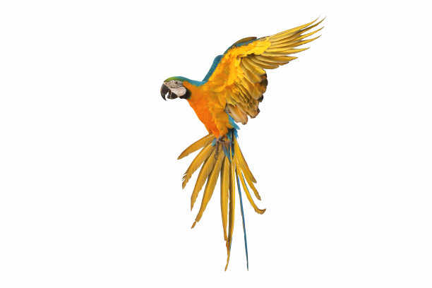 鹦鹉图片下载