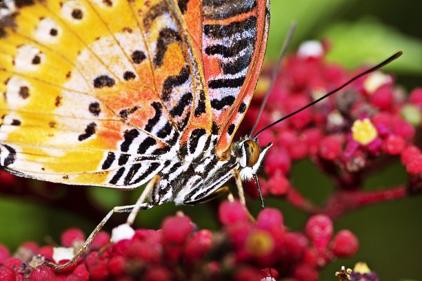 蝴蝶在喝花汁。图片下载
