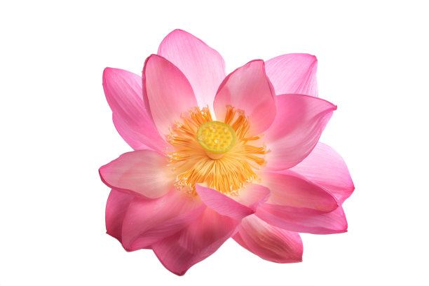 粉红荷花剪出来图片下载