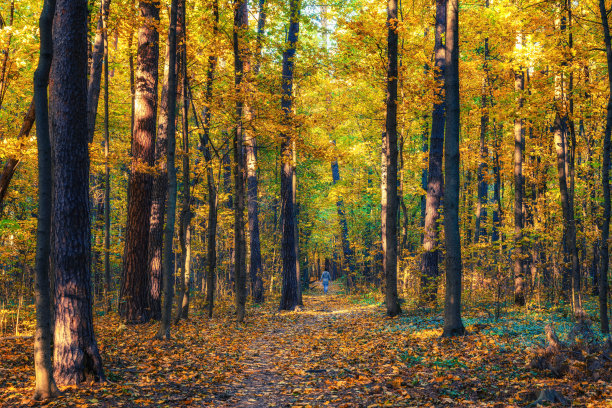 秋林小径图片下载