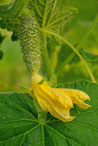 小黄瓜，黄花图片下载