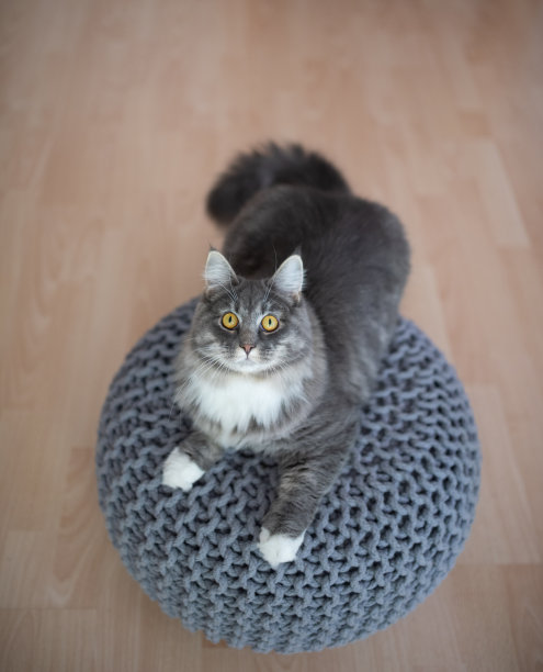 有趣的猫图片下载