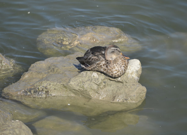 鸭子在河边的一块岩石上休息图片下载