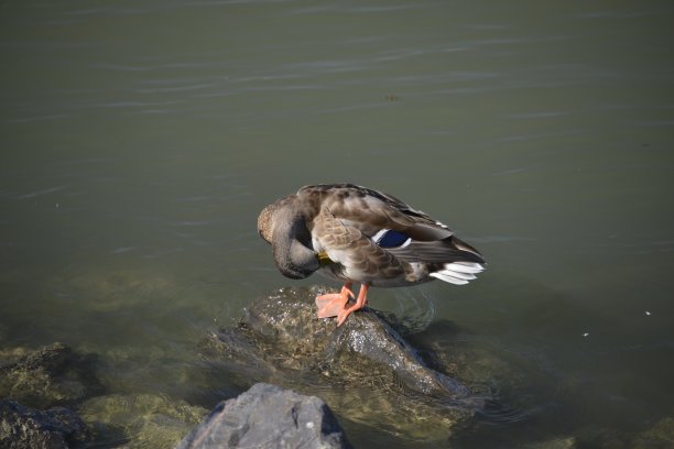 一只腿上有海军蓝条纹的鸭子站在水中的一块岩石上图片下载