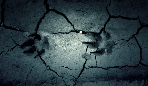 动物在陆地上的足迹图片下载