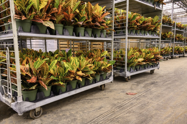 有纹理的叶植物堆叠图片下载