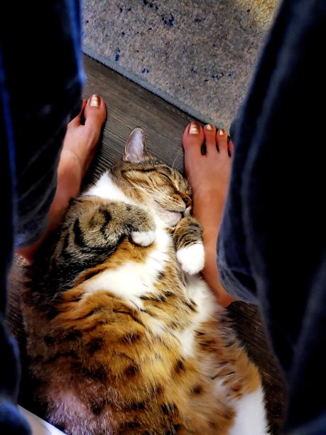 我的猫喜欢我的脚图片下载