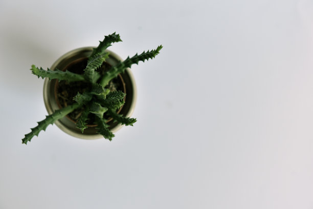 在白色背景上孤立的花盆肉质图片下载