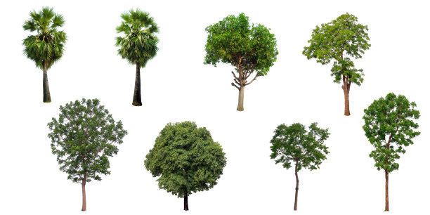 孤立的树木集合设置在一个白色的背景，大的图像适用于所有类型的艺术作品和打印。图片下载