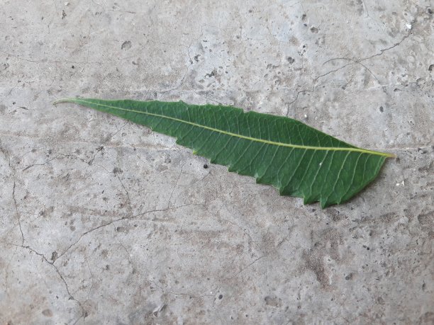 这是楝树的叶子图片下载