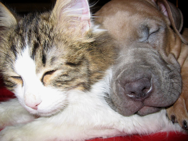 可爱的小狗和毛茸茸的小猫朋友一起睡觉图片下载