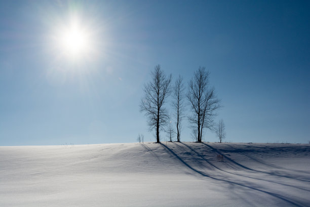 别里的蓝天和冬天的树林图片下载