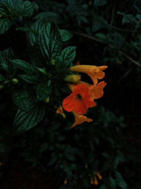 绿色和橙色图片下载