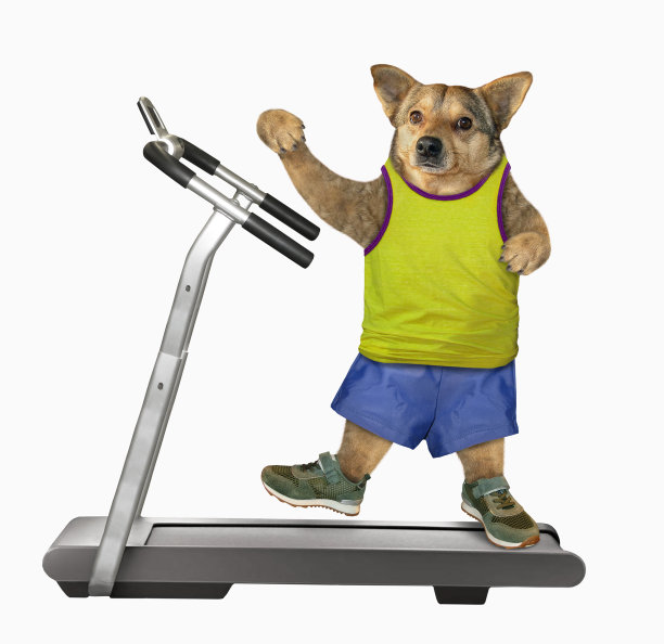 穿着黄色t恤的狗在跑步机上图片下载