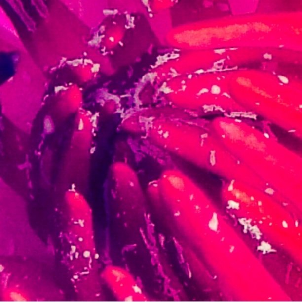 粉红色的花图片下载