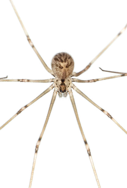 在白色背景上孤立的棕色蜘蛛微距照片图片下载