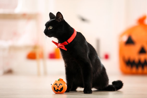 带红色领结的黑猫和塑料南瓜图片下载