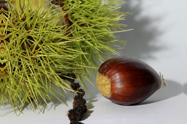 栗色的图片下载