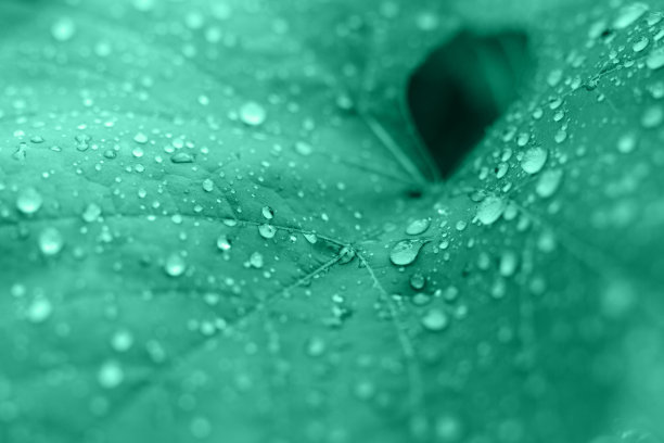 美丽的葡萄叶，时尚的绿色滴拉沙后雨后。图片下载