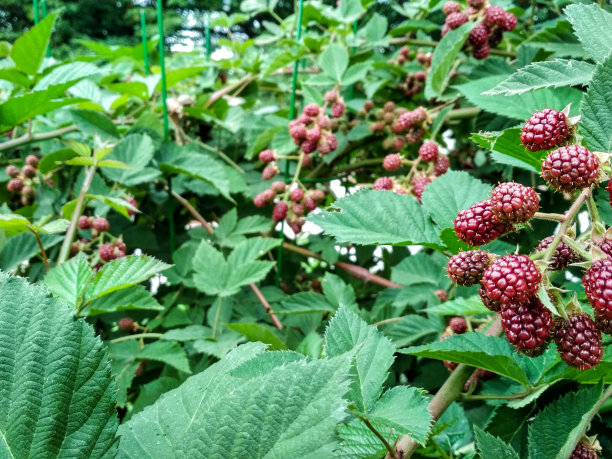 贝瑞背景。接近成熟和未成熟的黑莓。未成熟的黑莓在灌木上有选择性的焦点。图片下载