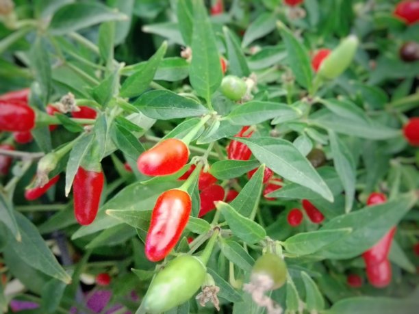 来自意大利的辣椒，红辣椒，红辣椒，红辣椒图片下载