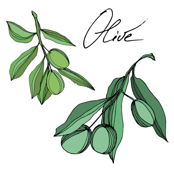 带果实的橄榄枝。黑白篆刻水墨艺术。孤立的橄榄插图元素。图片下载
