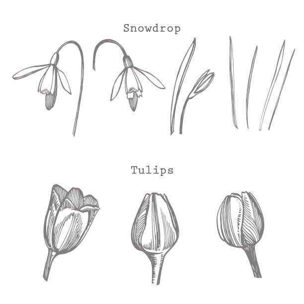 郁金香和雪莲花素描插图。植物植物插图。古董药材素描一套墨汁手绘药材植物素描。图片下载