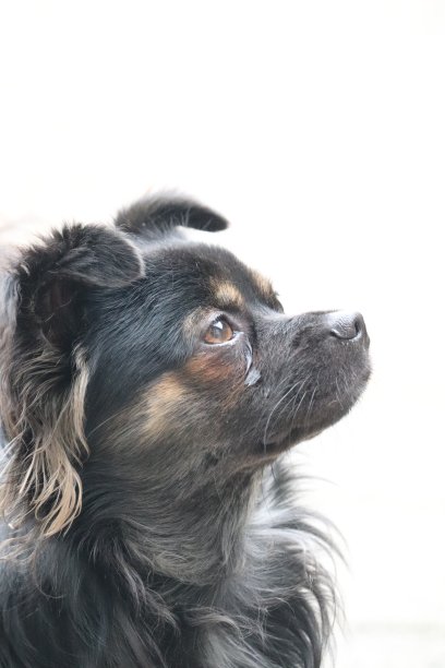 长毛吉娃娃图片下载