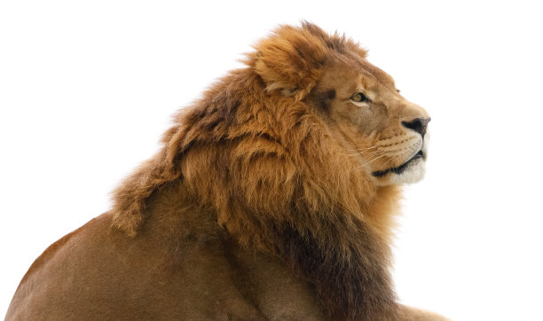 狮子图片下载