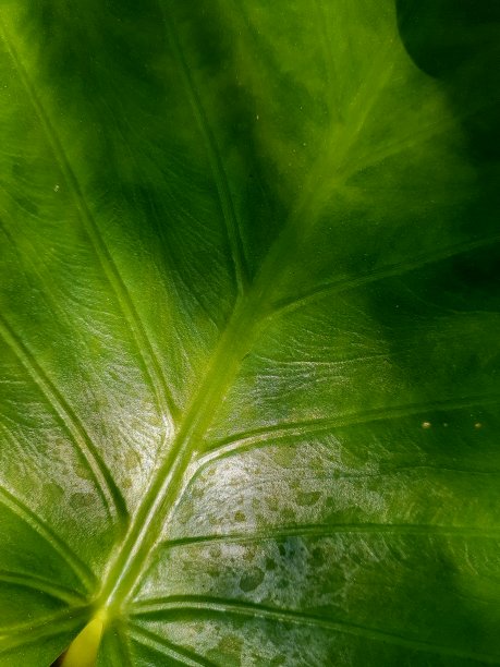 自然的签名图片下载