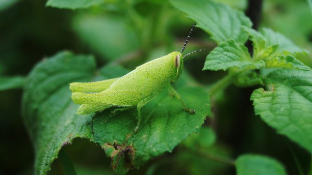 板球在绿色图片下载