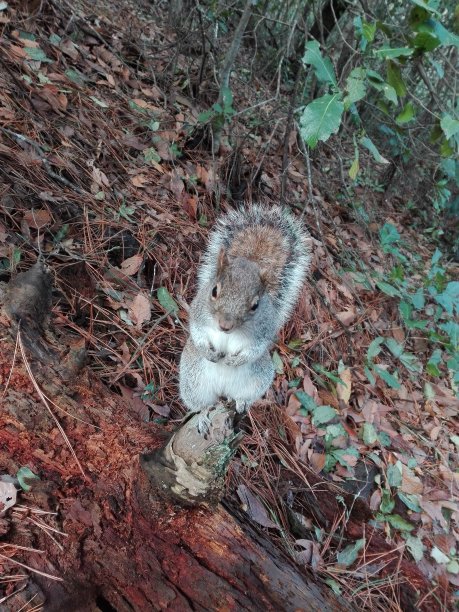 花栗鼠图片下载