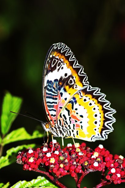 蝴蝶在喝花汁。图片下载
