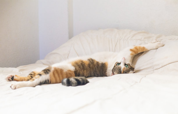 虎斑猫在床上休息图片下载