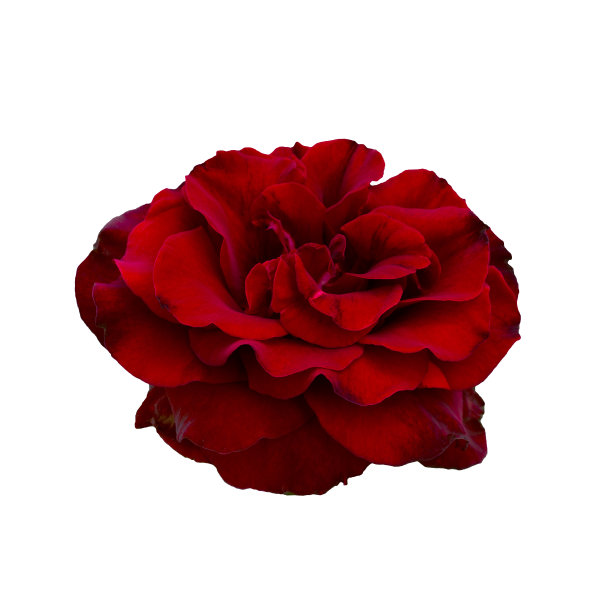 黑暗的红玫瑰图片下载