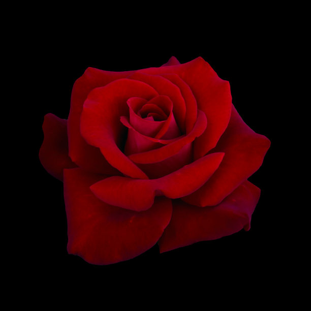 黑暗的红玫瑰图片下载