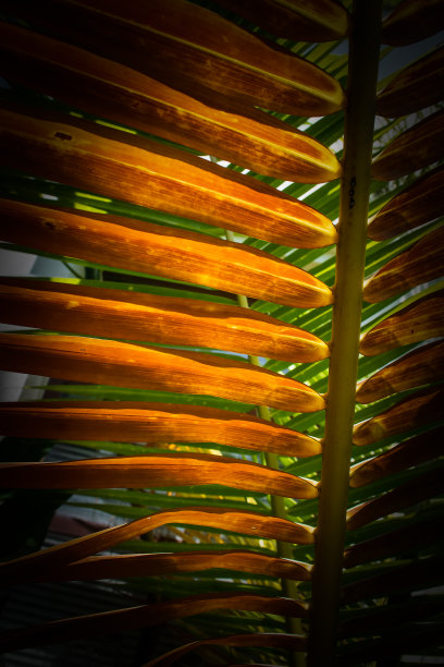 美丽的椰叶图案背景图片下载