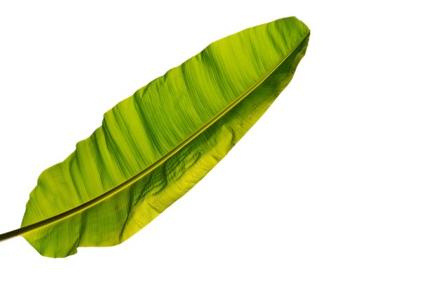 白色背景上有水滴的芭蕉叶图片下载