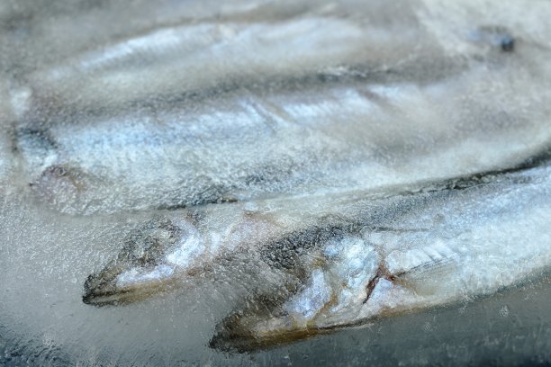 冻在冰上的生毛鳞鱼或日本语中的水毛鱼图片下载