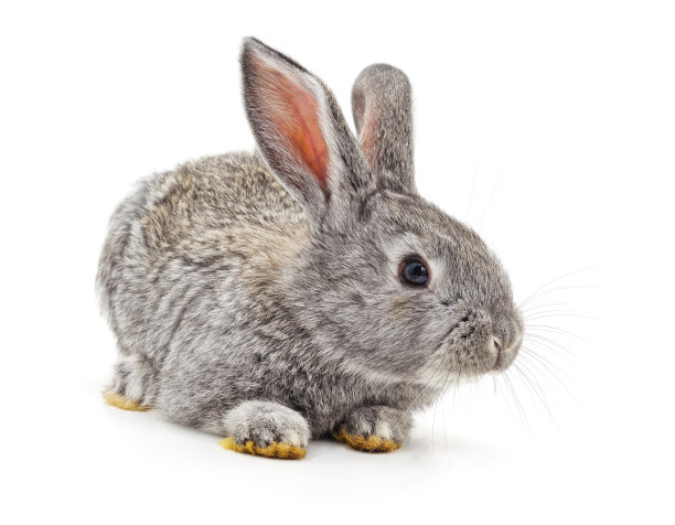 灰色的小兔子。图片下载