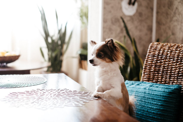 吉娃娃狗坐在桌子旁要食物，乞丐动物。选择性对焦，胶片和颗粒照片图片下载