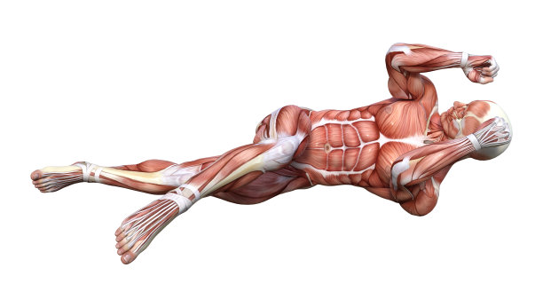 3D插图男性图形与肌肉地图上的白色图片下载