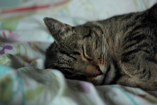 睡虎斑猫图片下载