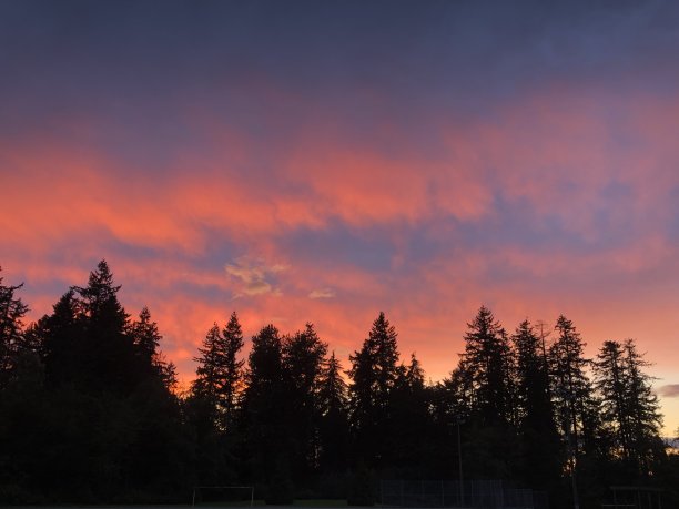 森林中的日落图片下载