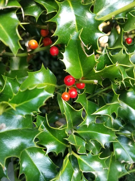 带浆果的冬青图片下载