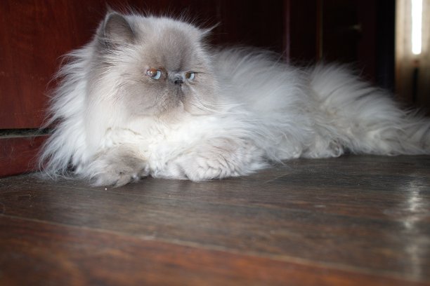 白猫躺在地板上图片下载