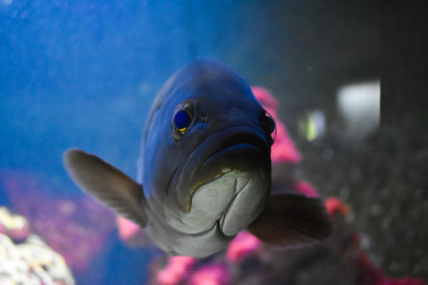 水族馆里游着巨大的石斑鱼。图片下载