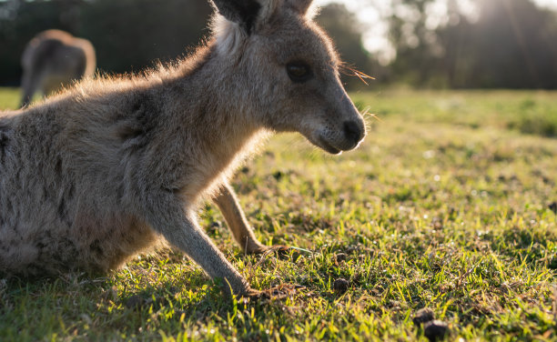 野生动物小孩子乔伊袋鼠澳大利亚动物电影图片下载